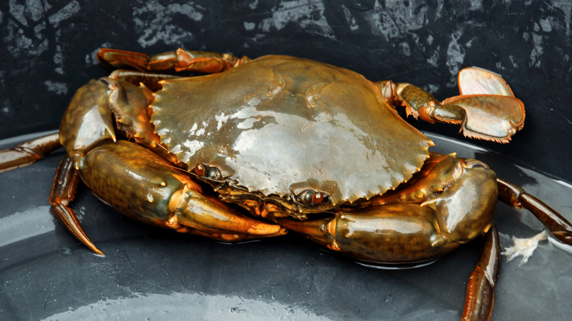 Giới thiệu - Cô Tư Cà Mau