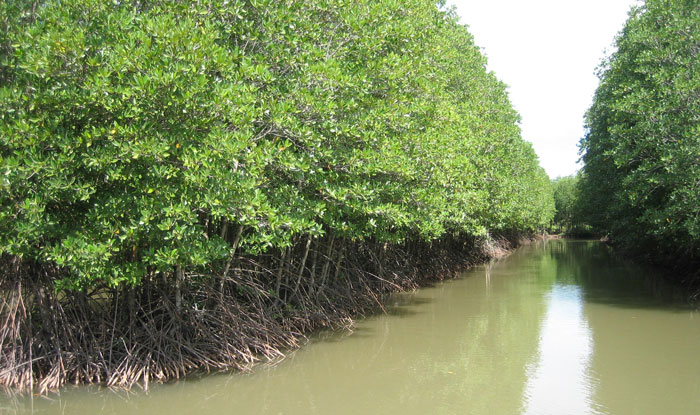 Chính hệ sinh thái mặn, ngọt và đan xen mặn ngọt đã làm cho tôm khô Cà Mau trở thành loại tôm khô ngon nhất