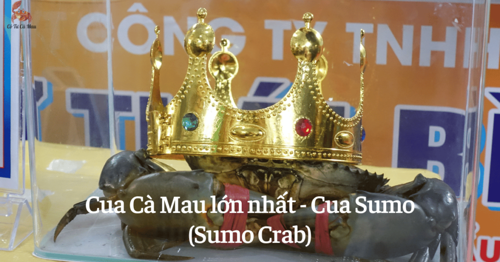 Cua Cà Mau lớn nhất - Cua Sumo (Sumo Crab)